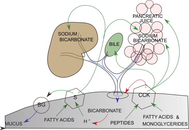 intestinal juice